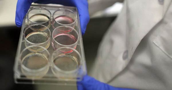 Laboratorio de investigación de células madre diseño y equipamiento